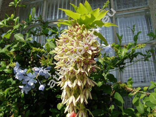 Eucomis bicolor (Eucomis bicolor Bak.)