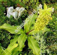 Eucomis bicolor (Eucomis bicolor Bak.)