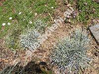 Festuca pallens Host (Festuca glauca auct., Festuca duriuscula auct., Festuca cinerea auct.)