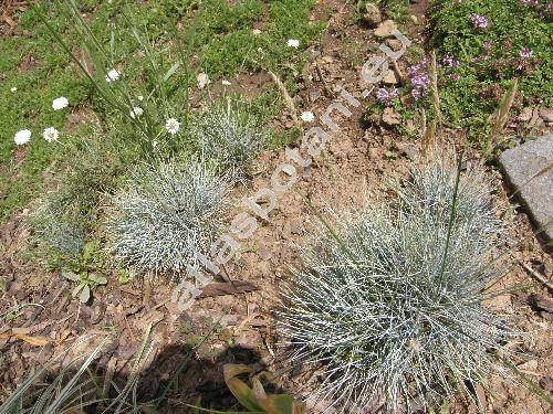 Festuca pallens Host (Festuca glauca auct., Festuca duriuscula auct., Festuca cinerea auct.)