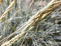 Festuca pallens Host (Festuca glauca auct., Festuca duriuscula auct., Festuca cinerea auct.)