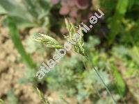 Festuca pallens Host (Festuca glauca auct., Festuca duriuscula auct., Festuca cinerea auct.)