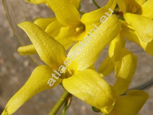 Forsythia x intermedia (Forsythia x intermedia Zabel, Forsythia suspensa x viridissima)