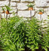 Fritillaria imperialis L.
