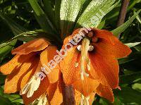 Fritillaria imperialis L.