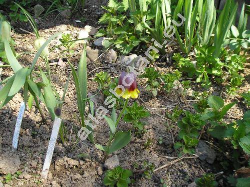 Fritillaria michailowskyi (Fritillaria michailowskyi Fom.)