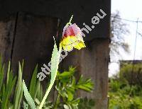 Fritillaria michailowskyi (Fritillaria michailowskyi Fom.)