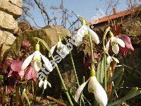 Galanthus nivalis L.