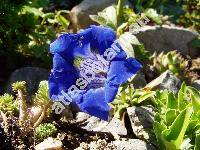 Gentiana acaulis L. (Ciminalis acaulis (L.) Borkh., Gentiana kochiana Perr. et Song.)