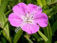 Geranium sanguineum L.