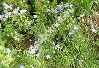 Gilia capitata (Gilia capitata Sims)