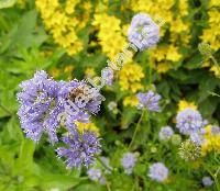 Gilia capitata (Gilia capitata Sims)