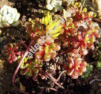 Sedum spathulifolium