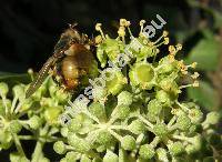 Hedera helix L.