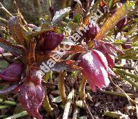 Helleborus purpurascens (Helleborus purpurascens Waldst. et Kit., Helleborastrum)