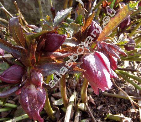 Helleborus purpurascens (Helleborus purpurascens Waldst. et Kit., Helleborastrum)