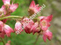 Heuchera sanguinea (Heuchera sanguinea Engelm.)