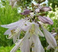 Hosta sieboldii (Paxt.) Ingrem (Funkie, Funkia, Hosta xsieboldii (Paxt.) Ingram, Hosta albomarginata (Hook.) Ohwi)