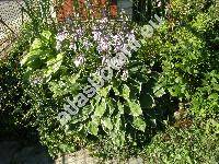 Hosta sieboldii (Paxt.) Ingrem (Funkie, Funkia, Hosta xsieboldii (Paxt.) Ingram, Hosta albomarginata (Hook.) Ohwi)
