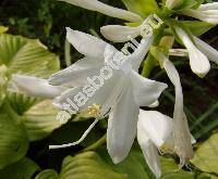 Hosta plantaginea (Hosta plantaginea (Lam.) Asch., Funkie, Funkia, Funkia subcordata Spreng.)