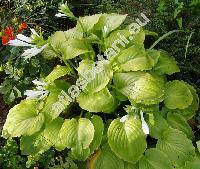 Hosta plantaginea (Hosta plantaginea (Lam.) Asch., Funkie, Funkia, Funkia subcordata Spreng.)