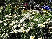 Leucanthemum maximum DC. (Chrysanthemum maximum Ram., Leucanthemum xsuperbum)