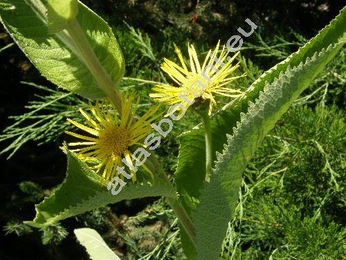 Inula helenium L. (Corvisartia helenium (L.) Mrat)