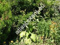 Inula helenium L. (Corvisartia helenium (L.) Mrat)