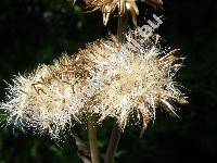 Inula helenium L. (Corvisartia helenium (L.) Mrat)