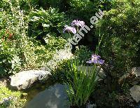 Iris kaempferi Sieb. (Iris ensata Thunb.)