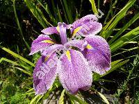 Iris kaempferi Sieb. (Iris ensata Thunb.)