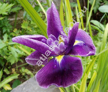 Iris kaempferi Sieb. (Iris ensata Thunb.)