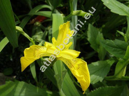 Iris pseudacorus L. (Iris palustris Moench)