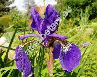 Iris sibirica L. (Limnirion sibiricum (L.) Opiz)
