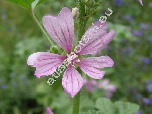 Malva sylvestris L. (Althea sylvestris, Malva silvestris L.)