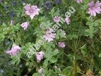 Malva sylvestris L. (Althea sylvestris, Malva silvestris L.)