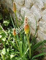 Kniphofia uvaria (Kniphofia uvaria L.)