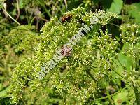 Aegopodium podagraria L.