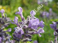 Lavandula angustifolia Mill. (Lavandula officinalis)