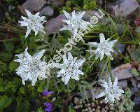 Leontopodium alpinum Cass. (Gnaphalium leontopodium L.)