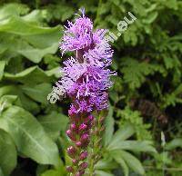 Liatris spicata Willd. (Serratula spicata L.)