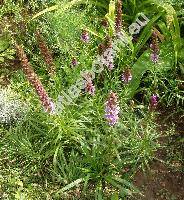 Liatris spicata Willd. (Serratula spicata L.)