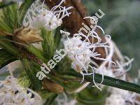 Liatris spicata Willd. (Serratula spicata L.)