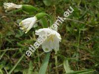 Leucojum aestivum L.