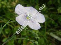 Linum austriacum L. (Linum perenne agg.)