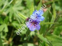 Lithospermum purpurocaeruleum L. (Aegonychon purpurocaeruleum, Buglossoides purpurocaeruleum, Margarospermum purpurocaeruleum, Glandora)