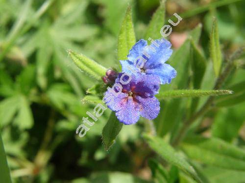 Lithospermum purpurocaeruleum L. (Aegonychon purpurocaeruleum, Buglossoides purpurocaeruleum, Margarospermum purpurocaeruleum, Glandora)