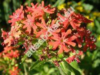 Lychnis chalcedonica L.