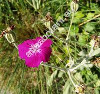 Lychnis coronaria (Lychnis coronaria (L.) Desr., Agrostemma coronaria L., Lychnis coriacea Moench)