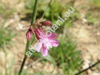 Lychnis viscaria L. (Viscaria vulgaris Bernh., Steris viscaria (L.) Rafin.)